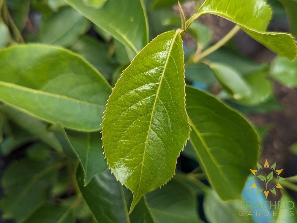 Buy Nannyberry an Edible Shrub in Grande Prairie Alberta - Braeheid Gardens Ltd.