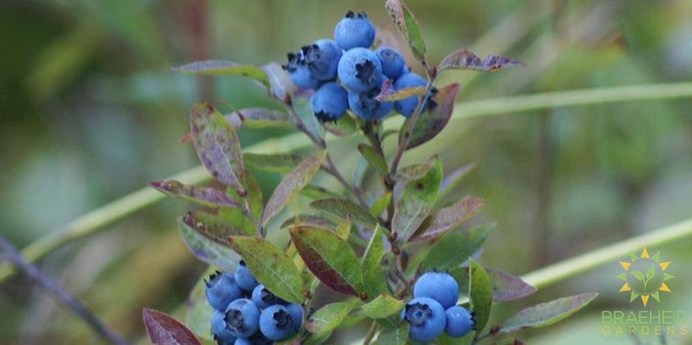 Buy Native Blueberry an Edible Shrub in Grande Prairie Alberta - Braeheid Gardens Ltd.