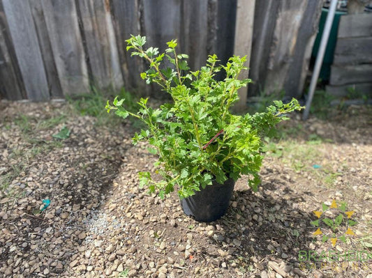 Buy Native Gooseberry an Edible Shrub in Grande Prairie Alberta - Braeheid Gardens Ltd.