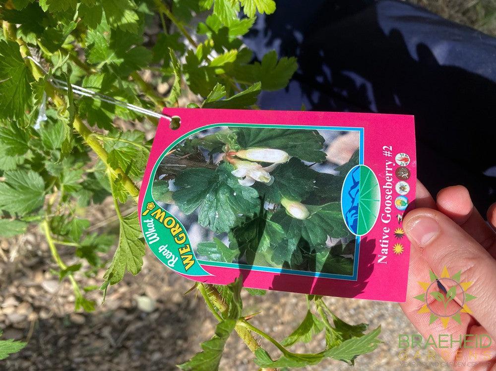 Buy Native Gooseberry an Edible Shrub in Grande Prairie Alberta - Braeheid Gardens Ltd.