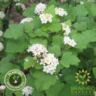 Native Ninebark