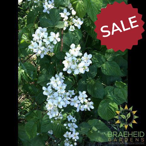 Buy Native Raspberry an Edible Shrub in Grande Prairie Alberta - Braeheid Gardens Ltd.