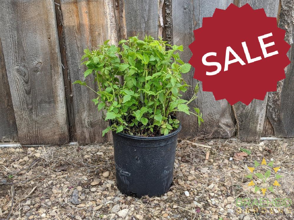 Buy Native Raspberry an Edible Shrub in Grande Prairie Alberta - Braeheid Gardens Ltd.