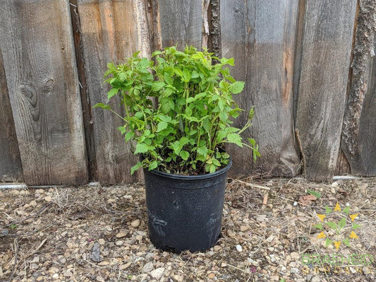 Buy Native Raspberry an Edible Shrub in Grande Prairie Alberta - Braeheid Gardens Ltd.