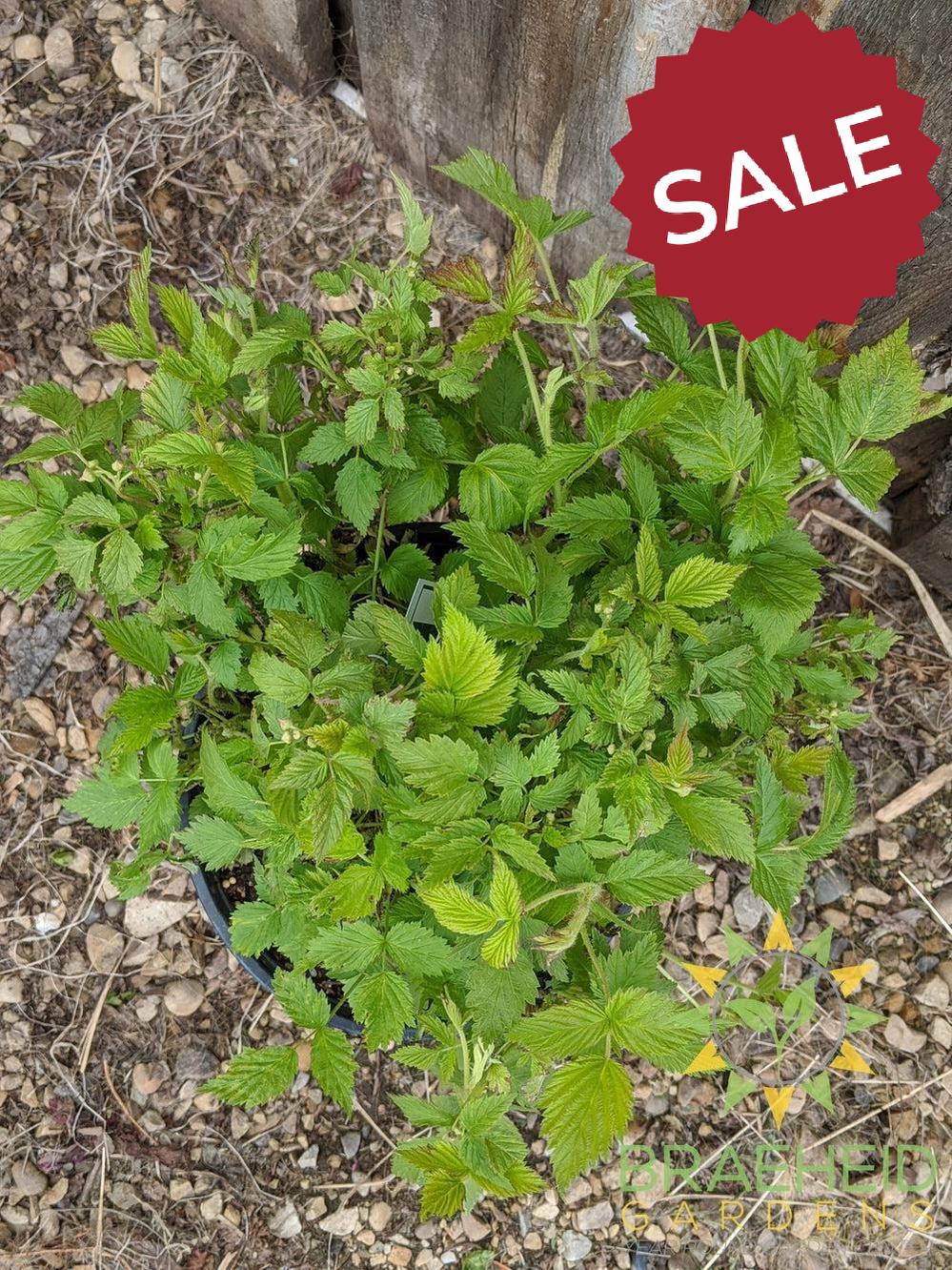 Buy Native Raspberry an Edible Shrub in Grande Prairie Alberta - Braeheid Gardens Ltd.