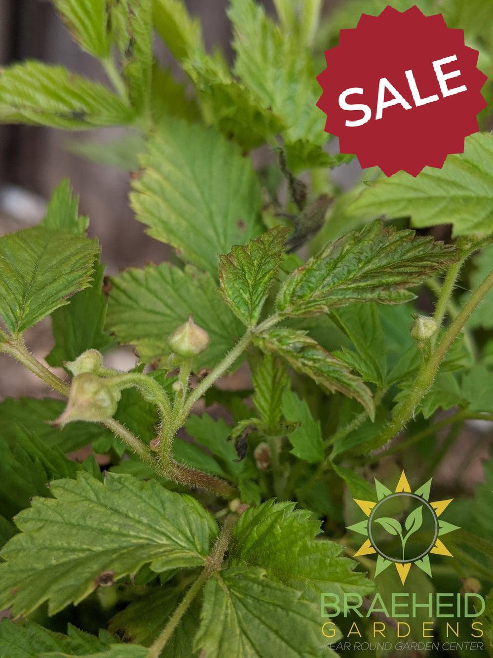 Buy Native Raspberry an Edible Shrub in Grande Prairie Alberta - Braeheid Gardens Ltd.