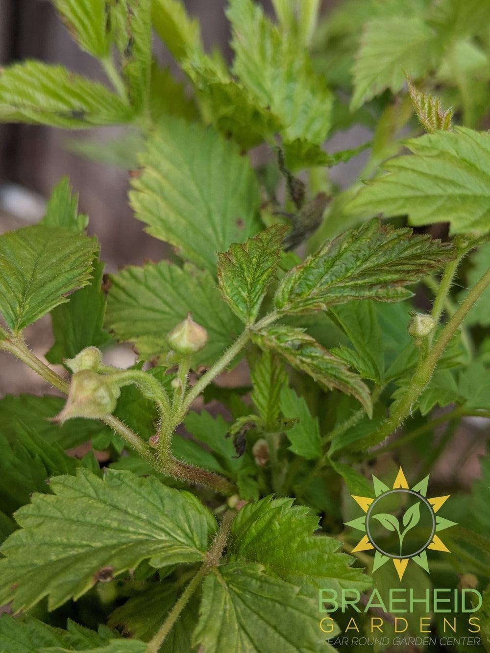 Buy Native Raspberry an Edible Shrub in Grande Prairie Alberta - Braeheid Gardens Ltd.