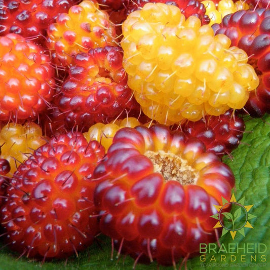 Salmonberry