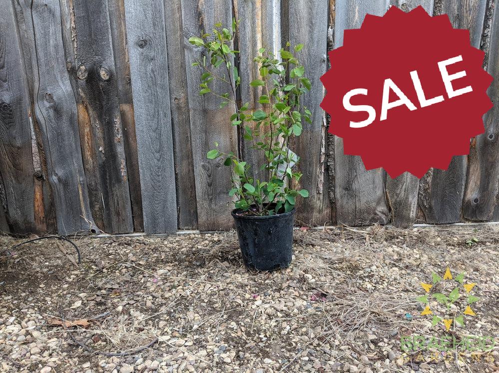 Buy Native Saskatoon an Edible Shrub in Grande Prairie Alberta - Braeheid Gardens Ltd.