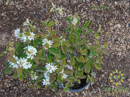 Buy Native Saskatoon an Edible Shrub in Grande Prairie Alberta - Braeheid Gardens Ltd.