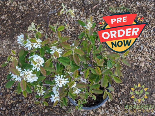 Buy Native Saskatoon an Edible Shrub in Grande Prairie Alberta - Braeheid Gardens Ltd.