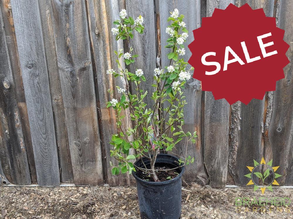 Buy Native Saskatoon an Edible Shrub in Grande Prairie Alberta - Braeheid Gardens Ltd.