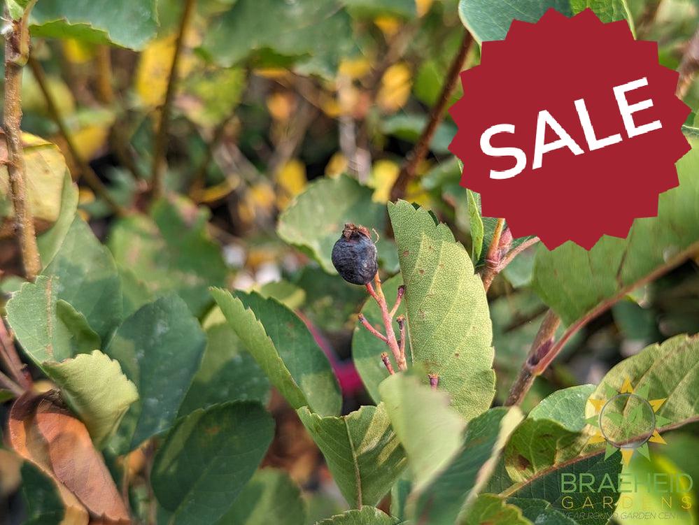 Buy Native Saskatoon an Edible Shrub in Grande Prairie Alberta - Braeheid Gardens Ltd.