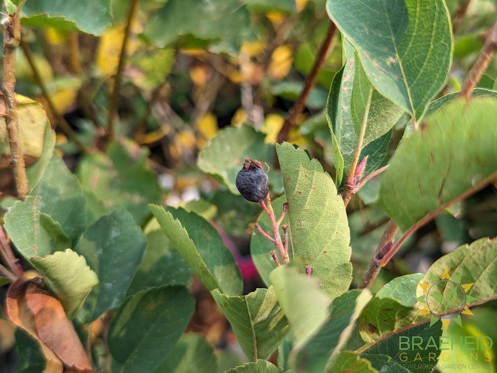 Buy Native Saskatoon an Edible Shrub in Grande Prairie Alberta - Braeheid Gardens Ltd.
