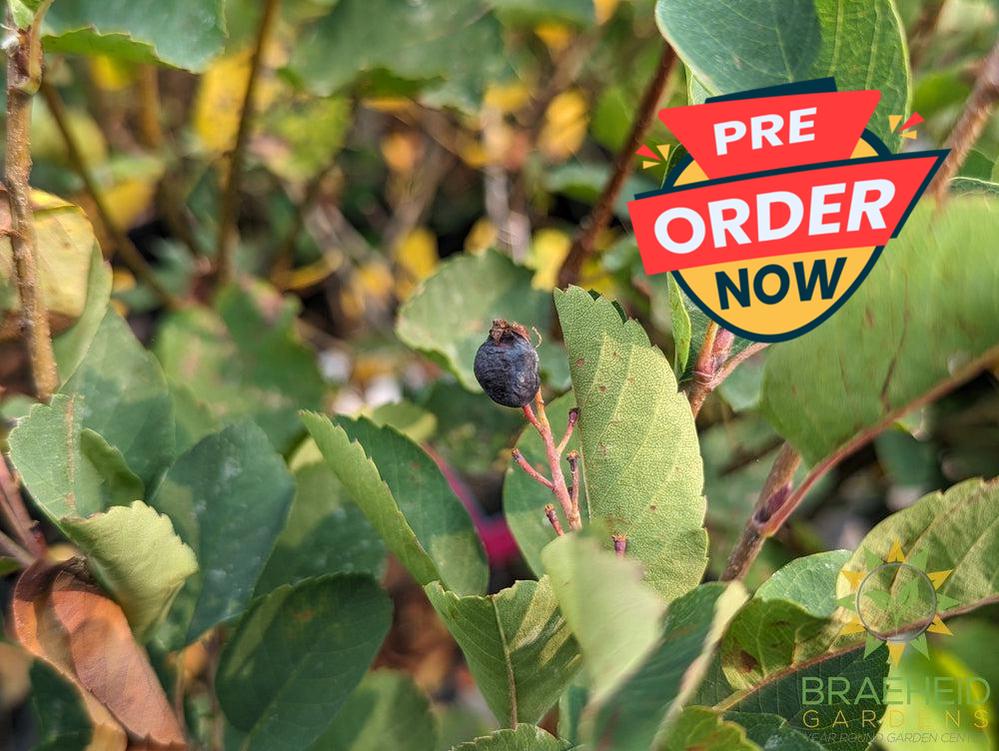 Buy Native Saskatoon an Edible Shrub in Grande Prairie Alberta - Braeheid Gardens Ltd.