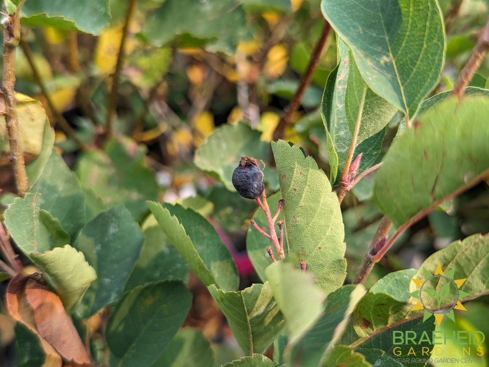 Tight Space - Self Pollinating Berry Bundle