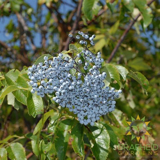 Native Blue Elderberry Cuttings