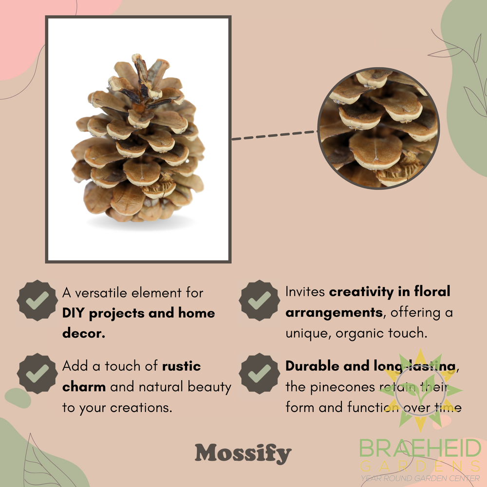 Pinecones - Natural & Frosted