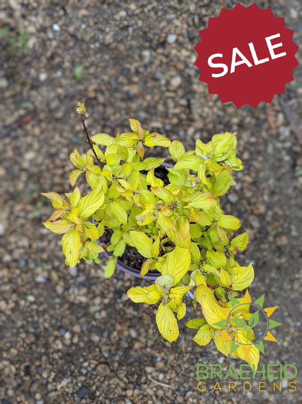 Neon Burst Dogwood