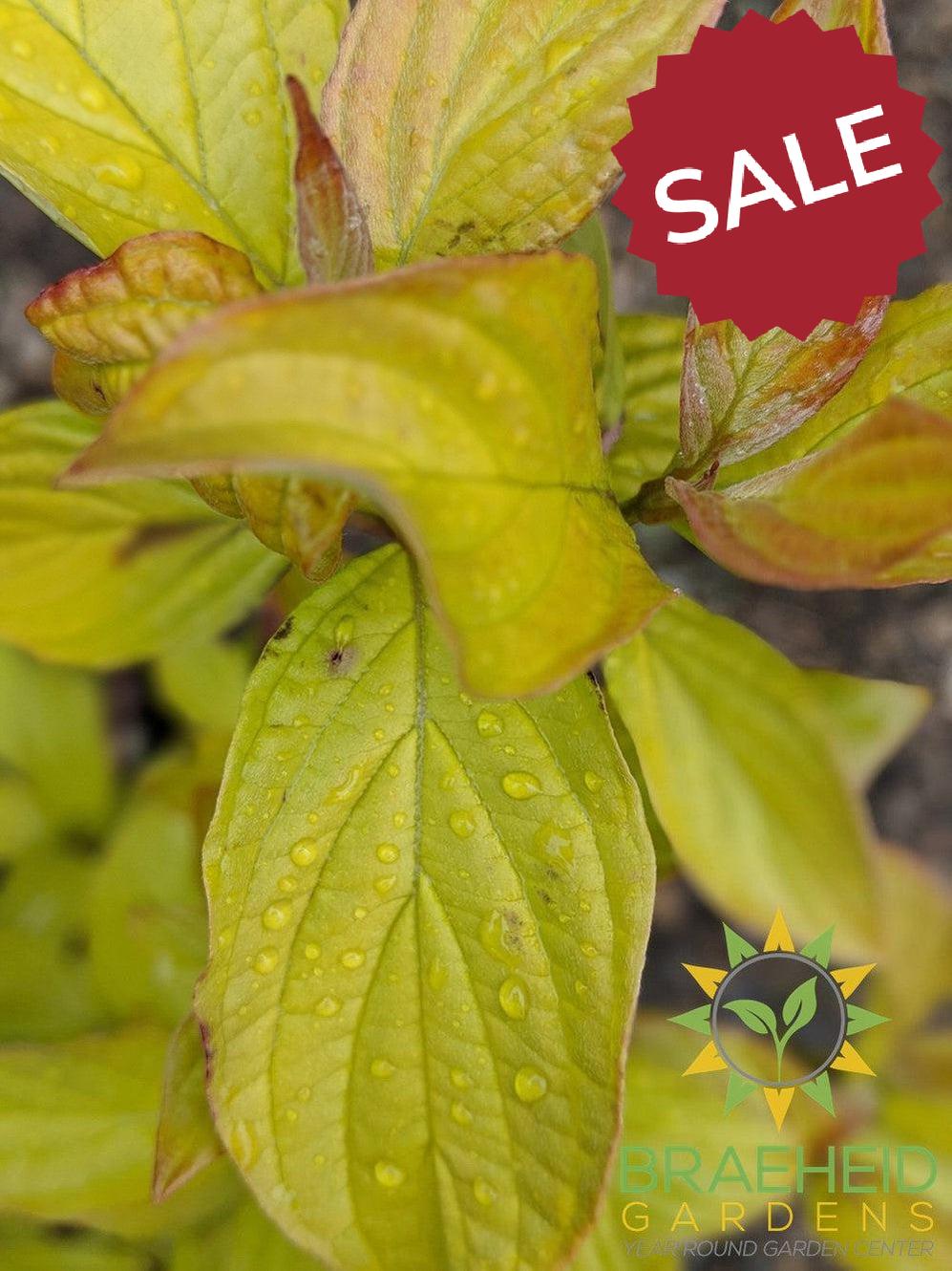 Neon Burst Dogwood