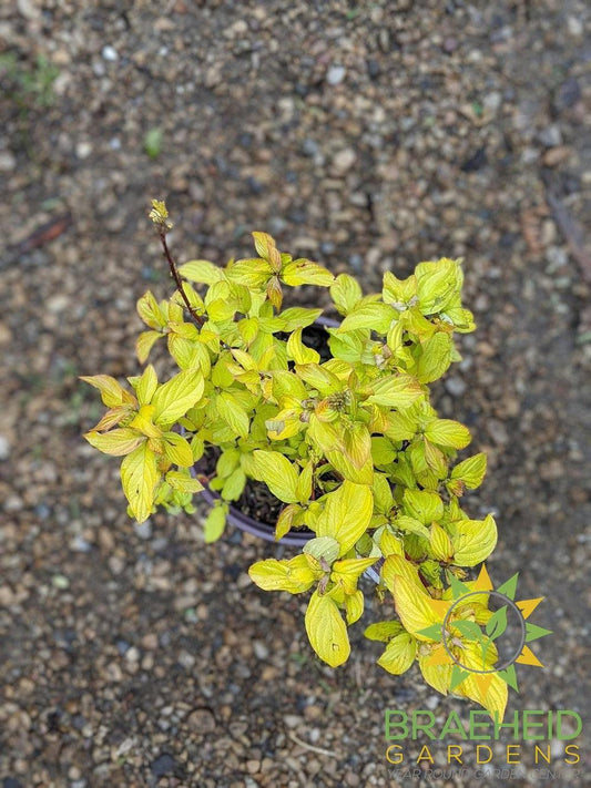 Neon Burst Dogwood