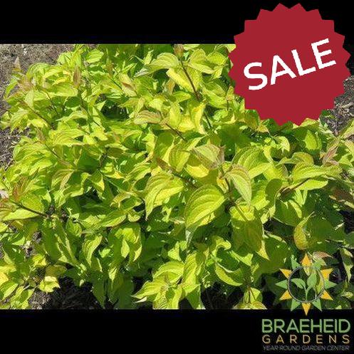 Neon Burst Dogwood