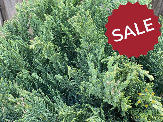 New Blue Tamarix Juniper