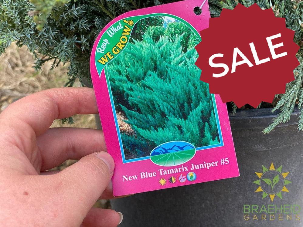 New Blue Tamarix Juniper