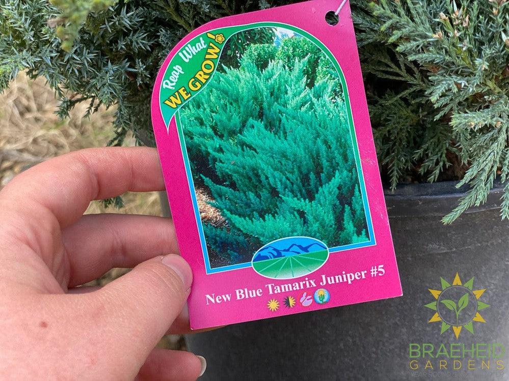 New Blue Tamarix Juniper