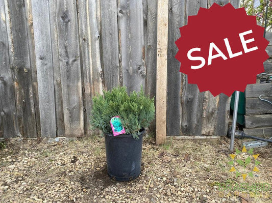 New Blue Tamarix Juniper