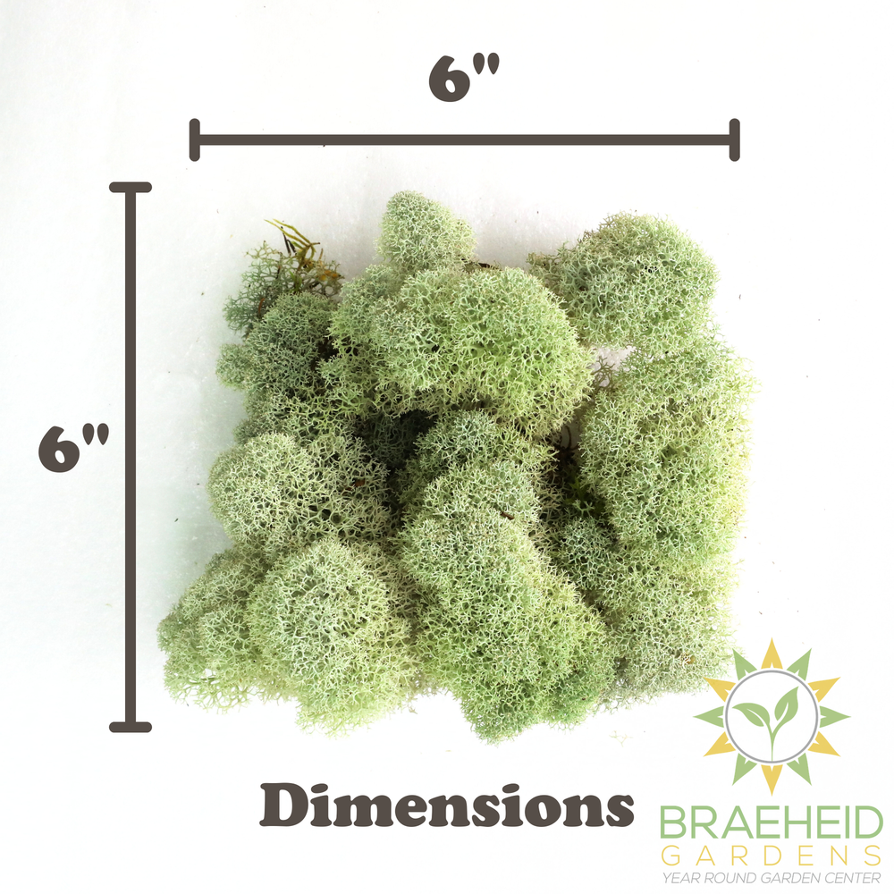 Natural Canadian Reindeer Moss - Revita-Moss
