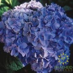 Nikko Blue Hydrangea
