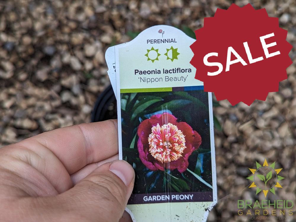 Nippon Beauty Peony - NO SHIP -