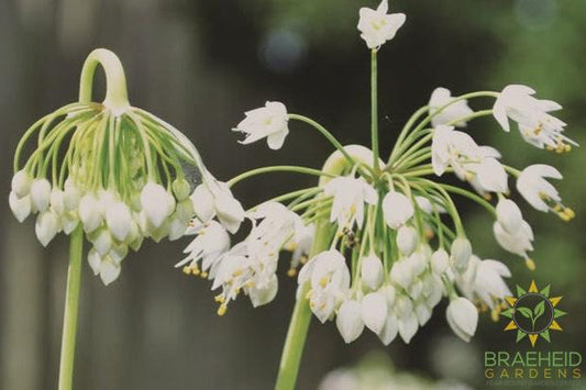 Nodding Onion
