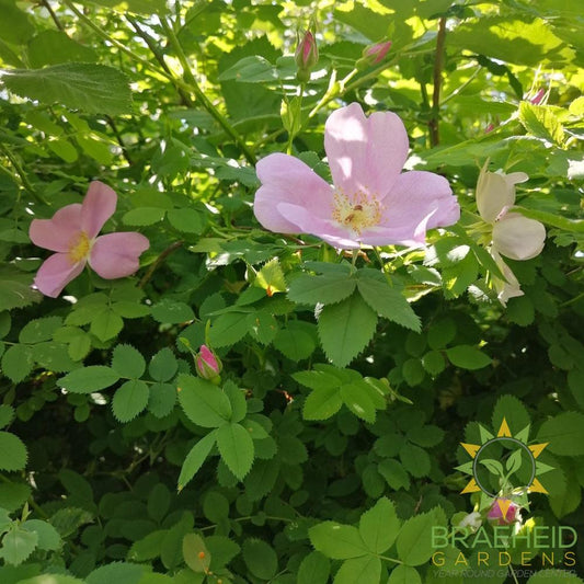 Nootka Rose