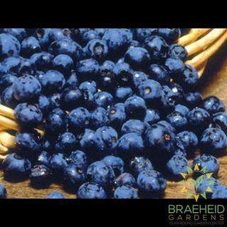 Buy Northblue Blueberry an Edible Shrub in Grande Prairie Alberta - Braeheid Gardens Ltd.