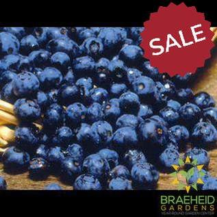 π Auction #2 β From Yard to Table: Cherries, Plums & Berries