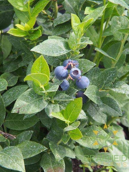 Buy Northcountry Blueberry an Edible Shrub in Grande Prairie Alberta - Braeheid Gardens Ltd.
