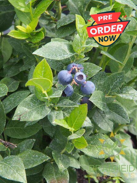 Buy Northcountry Blueberry an Edible Shrub in Grande Prairie Alberta - Braeheid Gardens Ltd.