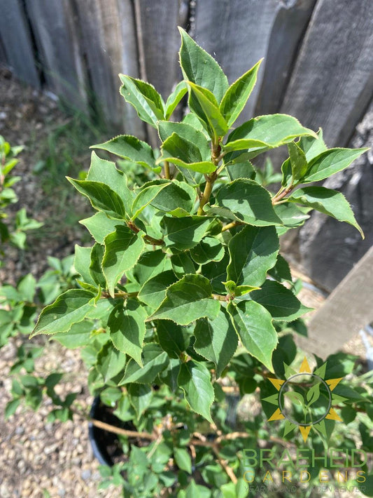 Northern Gold Forsythia