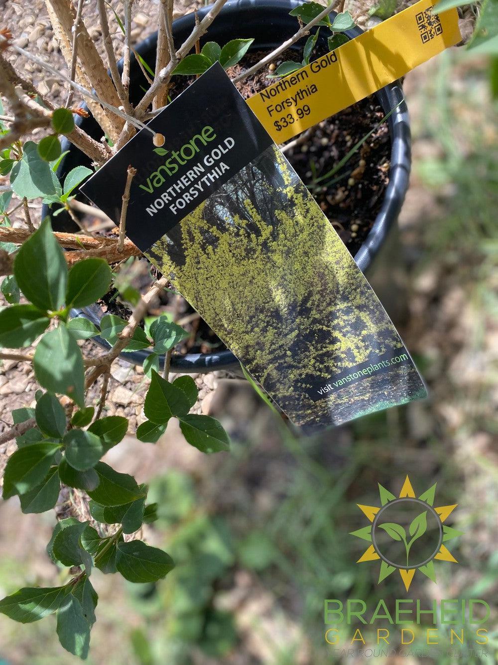 Northern Gold Forsythia