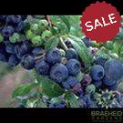 Buy Northland Blueberry an Edible Shrub in Grande Prairie Alberta - Braeheid Gardens Ltd.