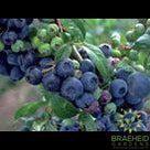 Buy Northland Blueberry an Edible Shrub in Grande Prairie Alberta - Braeheid Gardens Ltd.