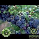Buy Northland Blueberry an Edible Shrub in Grande Prairie Alberta - Braeheid Gardens Ltd.
