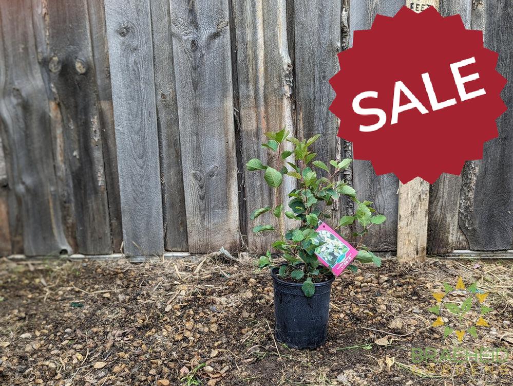 Buy Northline Saskatoon an Edible Shrub in Grande Prairie Alberta - Braeheid Gardens Ltd.
