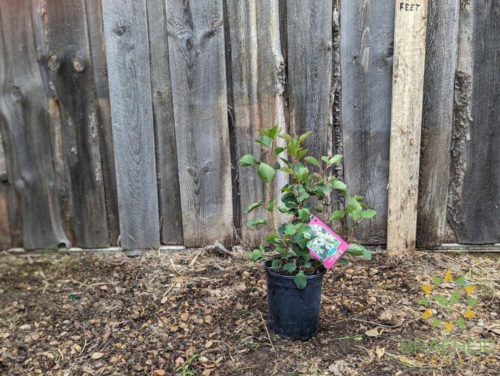 Buy Northline Saskatoon an Edible Shrub in Grande Prairie Alberta - Braeheid Gardens Ltd.