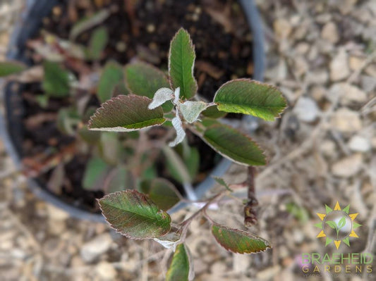 Buy Northline Saskatoon an Edible Shrub in Grande Prairie Alberta - Braeheid Gardens Ltd.