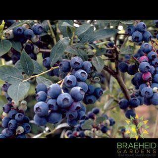 Buy Northsky Blueberry an Edible Shrub in Grande Prairie Alberta - Braeheid Gardens Ltd.