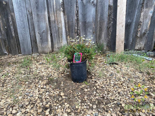 Nuuk Cinquefoil (Potentilla tridentata)