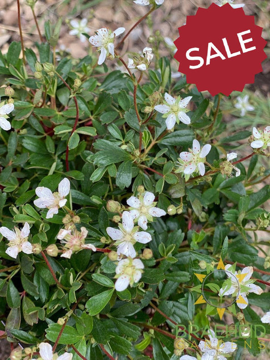 Nuuk Cinquefoil (Potentilla tridentata)